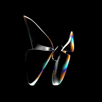 butterfly_glass
